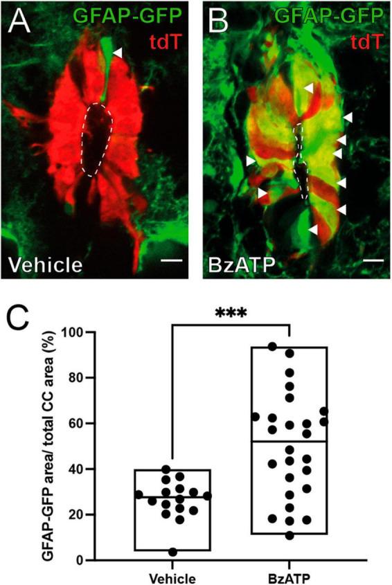 https://cdn.ncbi.nlm.nih.gov/pmc/blobs/6ef4/10757934/60a8021ee013/fncel-17-1288676-g003.jpg
