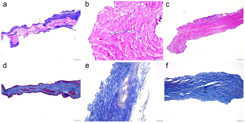 https://cdn.ncbi.nlm.nih.gov/pmc/blobs/6ef5/11640873/ebae84693b98/ijms-25-12618-g001.jpg