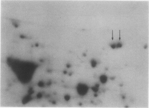 https://cdn.ncbi.nlm.nih.gov/pmc/blobs/6ef6/1056686/798f71120864/plntphys00616-0328-a.jpg