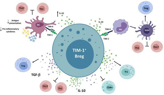 https://cdn.ncbi.nlm.nih.gov/pmc/blobs/6ef6/8118522/eca7b20281b6/fimmu-12-611795-g0003.jpg