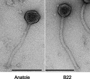 https://cdn.ncbi.nlm.nih.gov/pmc/blobs/6ef9/5831693/4aa11825655d/12866_2018_1159_Fig1_HTML.jpg