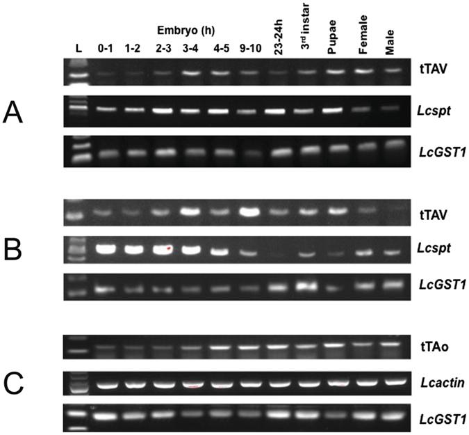 https://cdn.ncbi.nlm.nih.gov/pmc/blobs/6efb/5451413/6d0daa6105cc/41598_2017_2763_Fig3_HTML.jpg