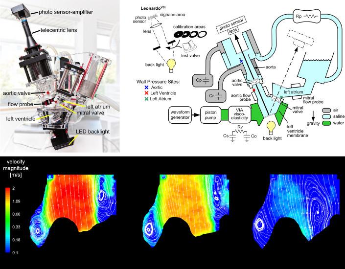 https://cdn.ncbi.nlm.nih.gov/pmc/blobs/6f00/11495199/05efd5a9dd37/physrev.00038.2022_f032.jpg