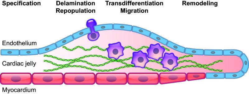 https://cdn.ncbi.nlm.nih.gov/pmc/blobs/6f00/11495199/0a01242a5ad1/physrev.00038.2022_f018.jpg