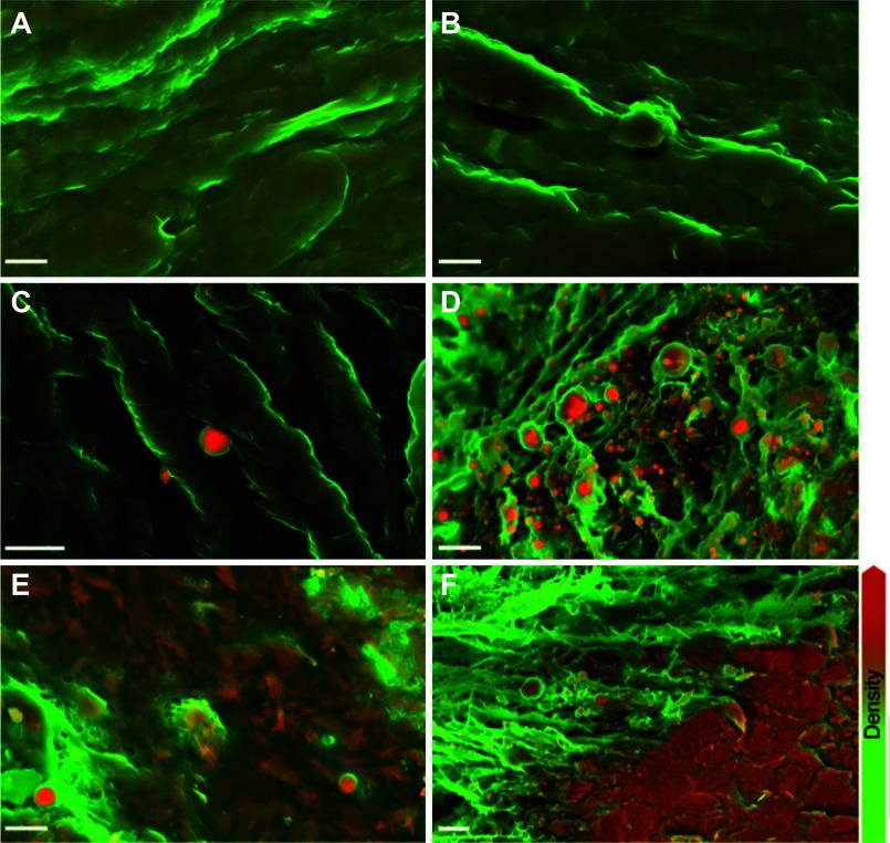 https://cdn.ncbi.nlm.nih.gov/pmc/blobs/6f00/11495199/2c308492aa79/physrev.00038.2022_f015.jpg