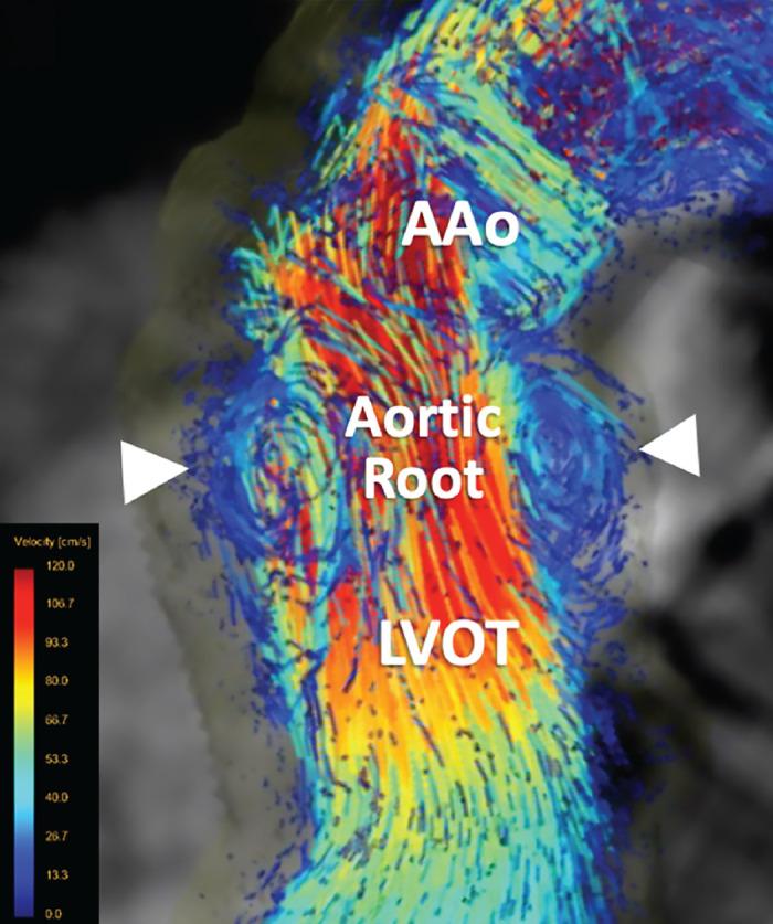 https://cdn.ncbi.nlm.nih.gov/pmc/blobs/6f00/11495199/2ffcdde117d9/physrev.00038.2022_f019.jpg