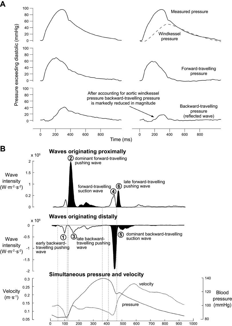 https://cdn.ncbi.nlm.nih.gov/pmc/blobs/6f00/11495199/365b584fd45e/physrev.00038.2022_f021.jpg