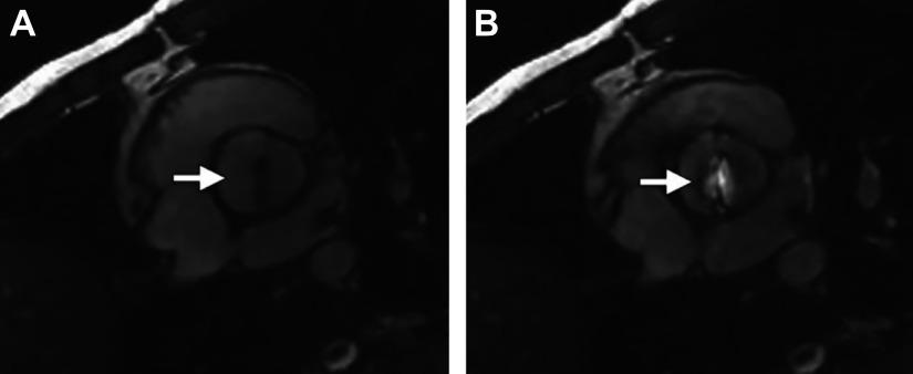 https://cdn.ncbi.nlm.nih.gov/pmc/blobs/6f00/11495199/793d4392ea09/physrev.00038.2022_f027.jpg