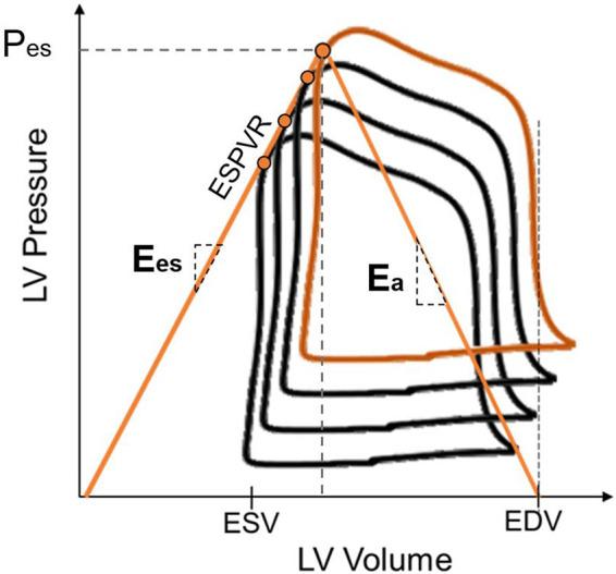 https://cdn.ncbi.nlm.nih.gov/pmc/blobs/6f00/11495199/92c7b77a54f5/physrev.00038.2022_f024.jpg