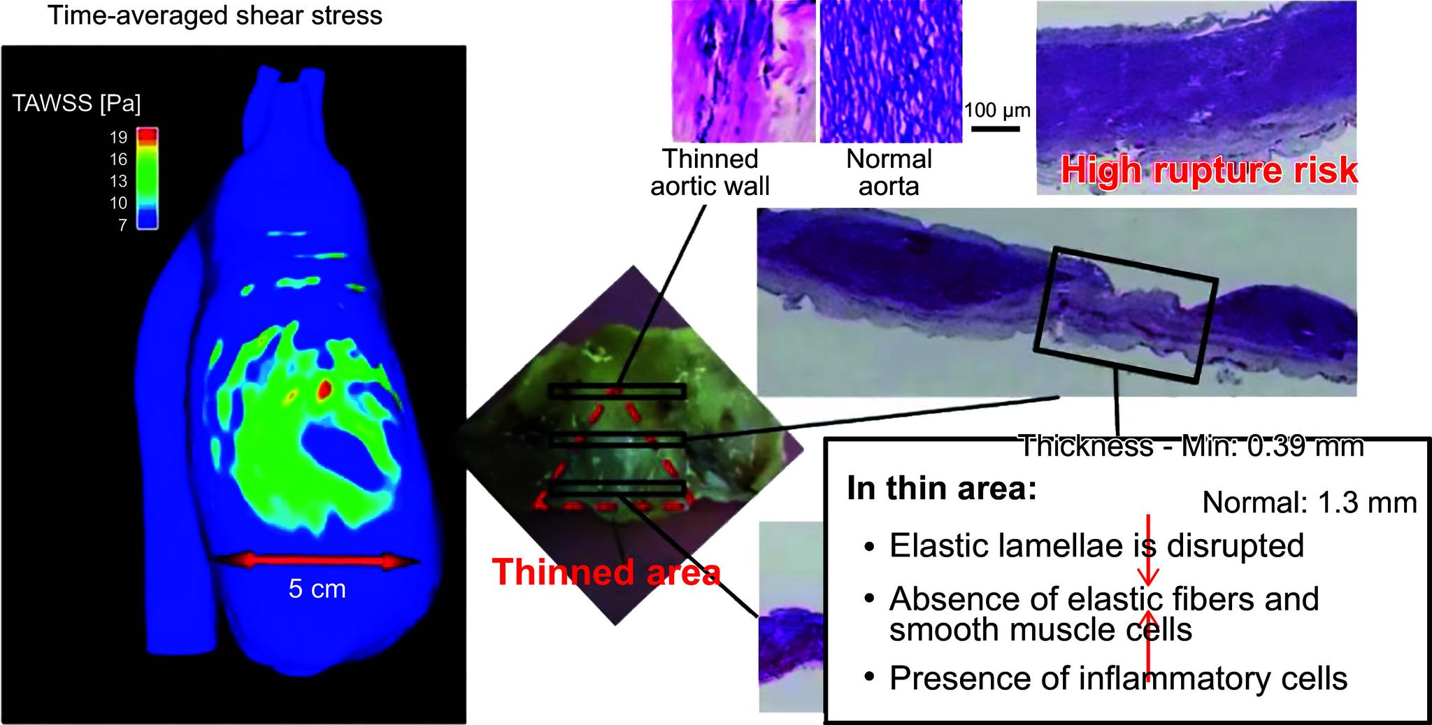 https://cdn.ncbi.nlm.nih.gov/pmc/blobs/6f00/11495199/9beaa1259943/physrev.00038.2022_f035.jpg
