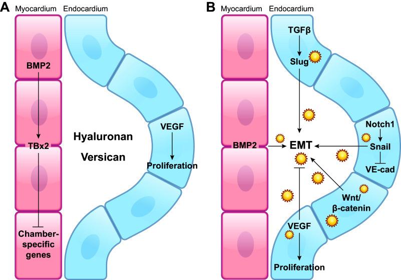 https://cdn.ncbi.nlm.nih.gov/pmc/blobs/6f00/11495199/bc27fb2fdfab/physrev.00038.2022_f016.jpg
