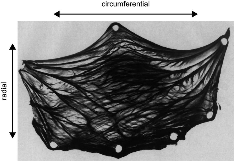https://cdn.ncbi.nlm.nih.gov/pmc/blobs/6f00/11495199/d2d94c421c3a/physrev.00038.2022_f007.jpg