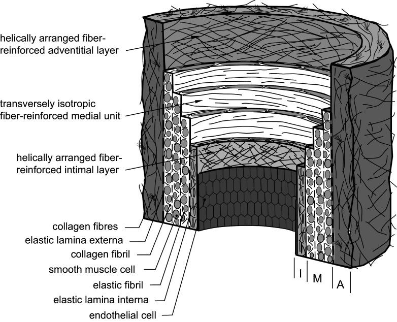 https://cdn.ncbi.nlm.nih.gov/pmc/blobs/6f00/11495199/d80da061c1a2/physrev.00038.2022_f008.jpg