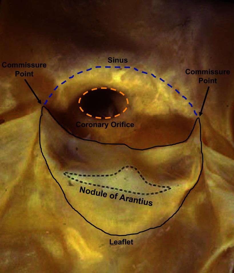 https://cdn.ncbi.nlm.nih.gov/pmc/blobs/6f00/11495199/f5d3f9403f94/physrev.00038.2022_f003.jpg