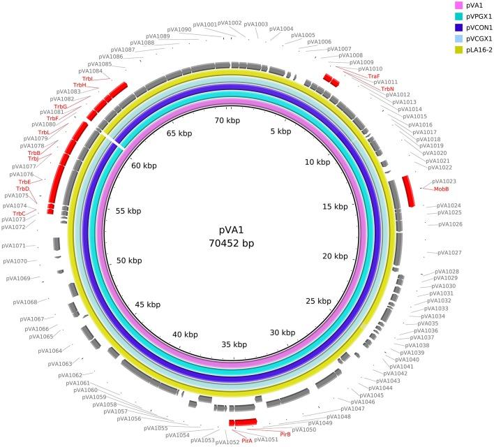 https://cdn.ncbi.nlm.nih.gov/pmc/blobs/6f00/6568040/d0bbbe6f6286/fcimb-09-00195-g0001.jpg