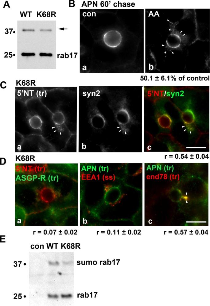 https://cdn.ncbi.nlm.nih.gov/pmc/blobs/6f01/6249867/02417ffe64ec/mbc-29-2887-g006.jpg
