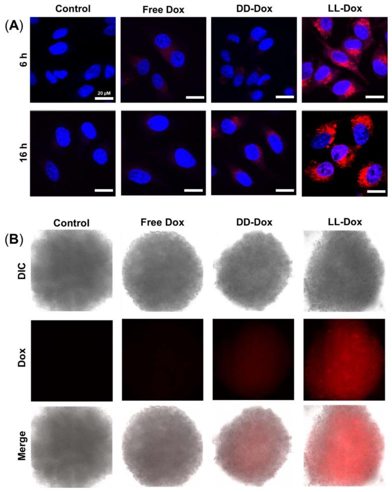 https://cdn.ncbi.nlm.nih.gov/pmc/blobs/6f01/8779831/3021d42ebf91/pharmaceutics-14-00143-g007.jpg