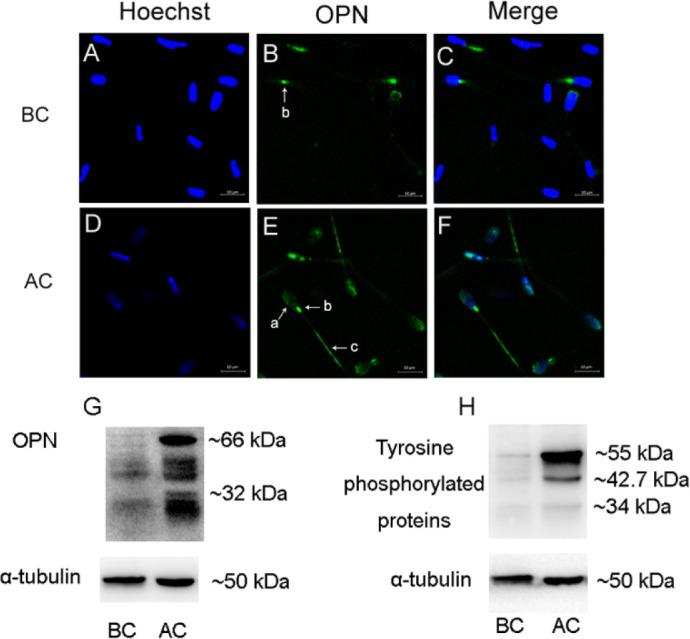https://cdn.ncbi.nlm.nih.gov/pmc/blobs/6f04/9039945/5ee7f1d81b35/jast-64-2-235-g1.jpg