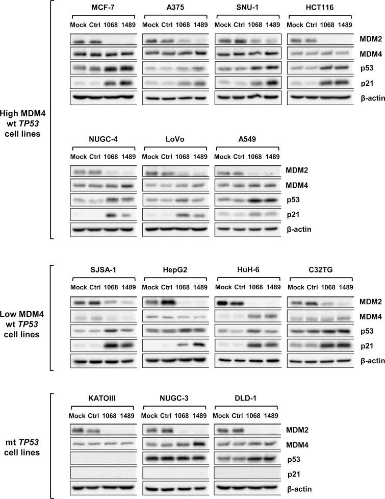 https://cdn.ncbi.nlm.nih.gov/pmc/blobs/6f06/4303891/c8bfecff82b6/oncoscience-01-0830-g005.jpg