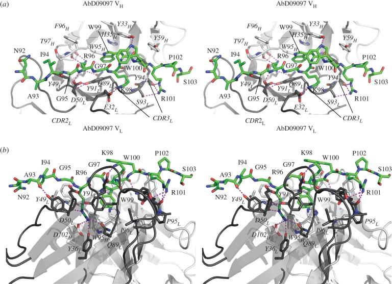 https://cdn.ncbi.nlm.nih.gov/pmc/blobs/6f06/5008011/04d14b6c376a/rsob-6-160120-g8.jpg
