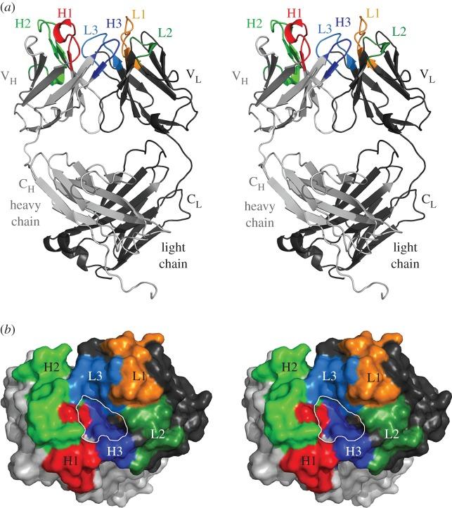 https://cdn.ncbi.nlm.nih.gov/pmc/blobs/6f06/5008011/722dcfec7dfd/rsob-6-160120-g6.jpg