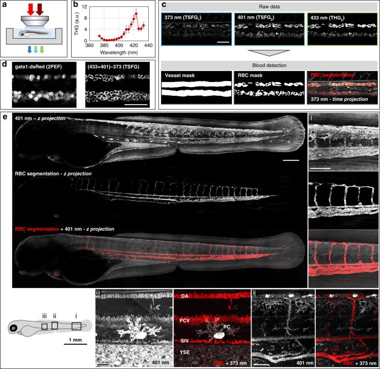 https://cdn.ncbi.nlm.nih.gov/pmc/blobs/6f07/9879988/7fc0143f2c91/41377_2022_1064_Fig3_HTML.jpg