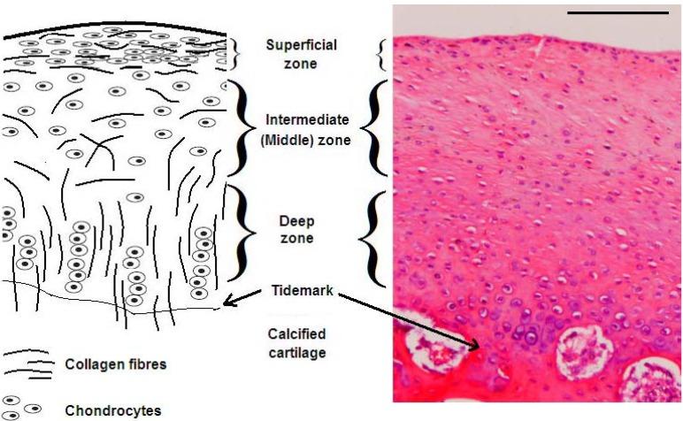https://cdn.ncbi.nlm.nih.gov/pmc/blobs/6f08/5452095/3af67b6fc76e/materials-06-00637-g001.jpg