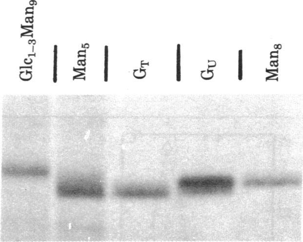 https://cdn.ncbi.nlm.nih.gov/pmc/blobs/6f0c/349286/16082478eb5b/pnas00663-0248-a.jpg