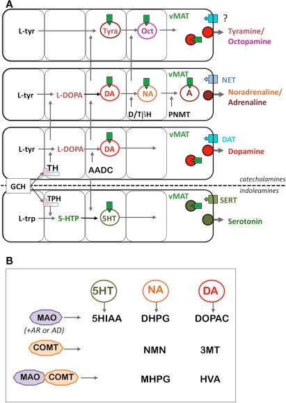 https://cdn.ncbi.nlm.nih.gov/pmc/blobs/6f10/3070214/3e45ed3e683c/fnana-05-00021-g001.jpg