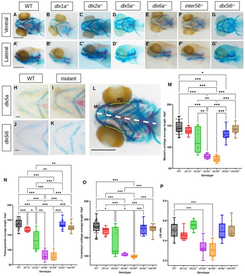 https://cdn.ncbi.nlm.nih.gov/pmc/blobs/6f19/10526740/631d02bf4952/biomolecules-13-01347-g001.jpg