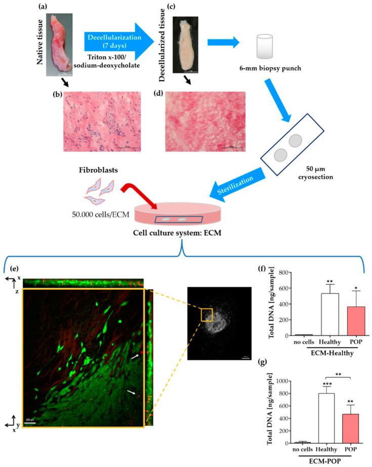 https://cdn.ncbi.nlm.nih.gov/pmc/blobs/6f1b/7369731/6e1f7ba92e52/ijms-21-04762-g003.jpg