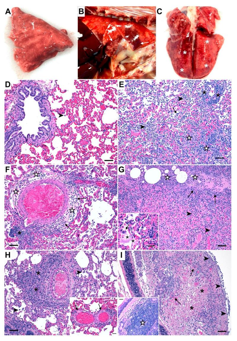 https://cdn.ncbi.nlm.nih.gov/pmc/blobs/6f1b/9230585/8cac8ac9f372/viruses-14-01207-g002.jpg