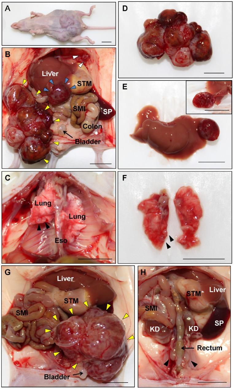 https://cdn.ncbi.nlm.nih.gov/pmc/blobs/6f1d/4331082/bdf9c3cb0b81/pone.0117417.g001.jpg