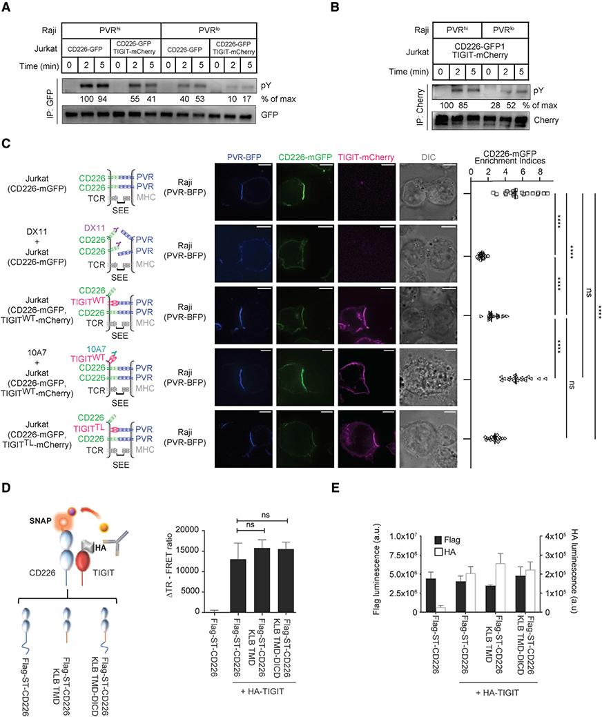https://cdn.ncbi.nlm.nih.gov/pmc/blobs/6f1f/9287124/fb6db0af5935/nihms-1820604-f0007.jpg