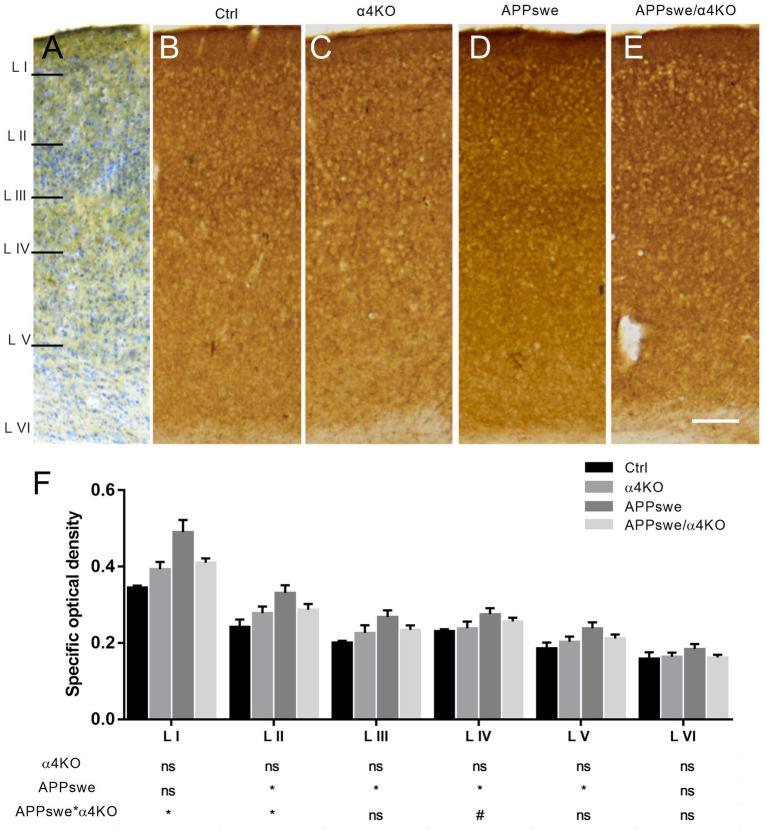 https://cdn.ncbi.nlm.nih.gov/pmc/blobs/6f21/10126303/7f52e8ddf82d/fnins-17-1097857-g003.jpg