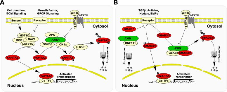https://cdn.ncbi.nlm.nih.gov/pmc/blobs/6f23/10826278/1b15909beb42/12964_2024_1482_Fig5_HTML.jpg