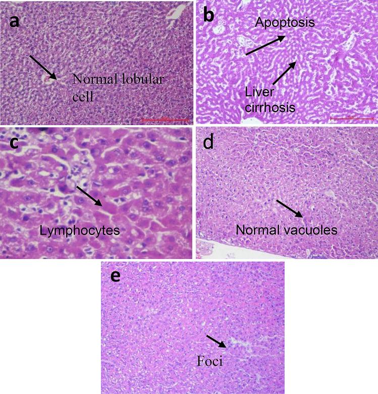 https://cdn.ncbi.nlm.nih.gov/pmc/blobs/6f24/9726673/291ff6748216/13346_2022_1193_Fig12_HTML.jpg
