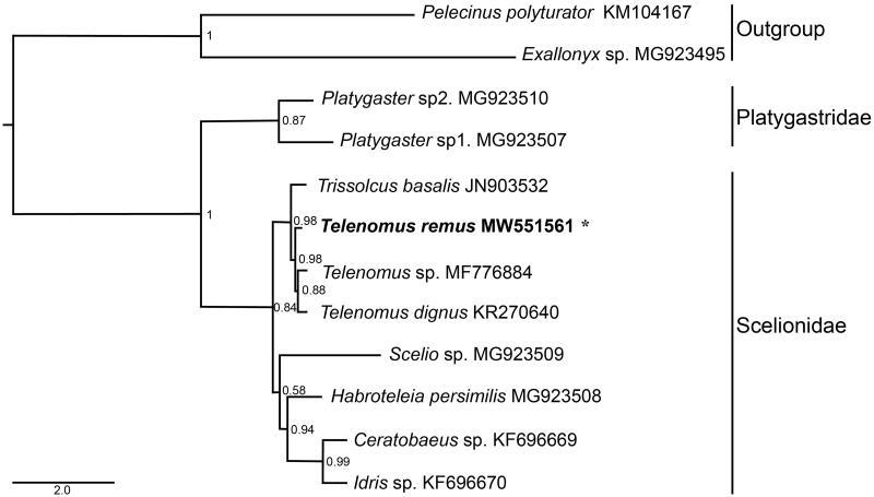 https://cdn.ncbi.nlm.nih.gov/pmc/blobs/6f26/8604547/ef5e8103b322/TMDN_A_1915210_F0001_B.jpg