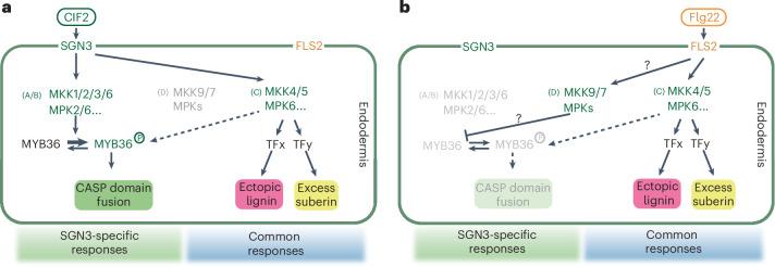 https://cdn.ncbi.nlm.nih.gov/pmc/blobs/6f29/11410668/ccd07a78f239/41477_2024_1768_Fig7_HTML.jpg
