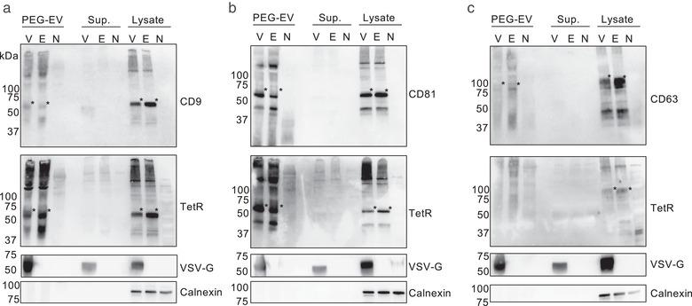 https://cdn.ncbi.nlm.nih.gov/pmc/blobs/6f29/8607979/0870daeb7fa3/JEV2-10-e12171-g006.jpg