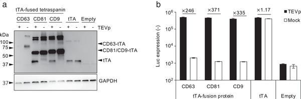 https://cdn.ncbi.nlm.nih.gov/pmc/blobs/6f29/8607979/cb64d9ea2b91/JEV2-10-e12171-g004.jpg