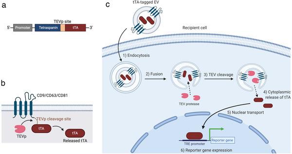 https://cdn.ncbi.nlm.nih.gov/pmc/blobs/6f29/8607979/f39e812e36ce/JEV2-10-e12171-g003.jpg