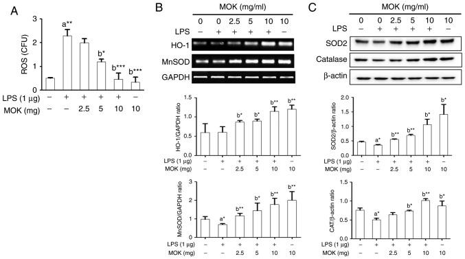 https://cdn.ncbi.nlm.nih.gov/pmc/blobs/6f2c/6257867/6a814a6e1053/IJMM-43-01-0026-g06.jpg