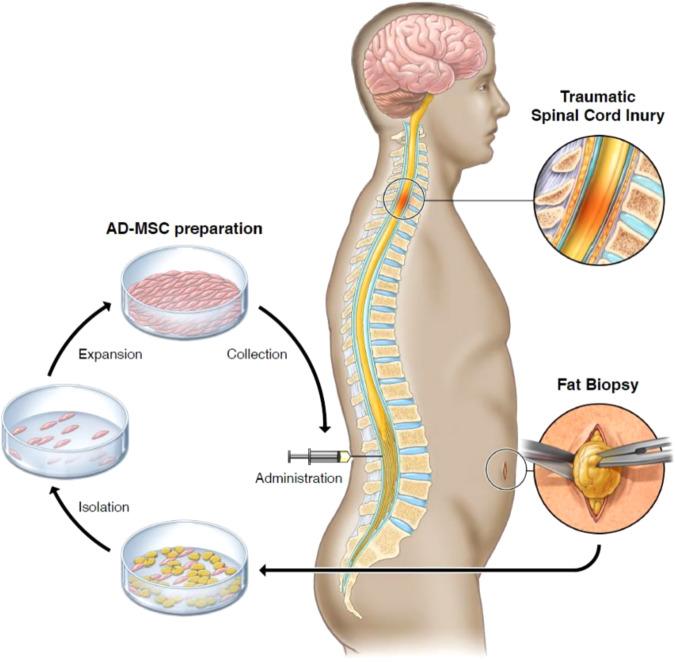 https://cdn.ncbi.nlm.nih.gov/pmc/blobs/6f2d/10984970/c37cd15ec4a7/41467_2024_46259_Fig6_HTML.jpg