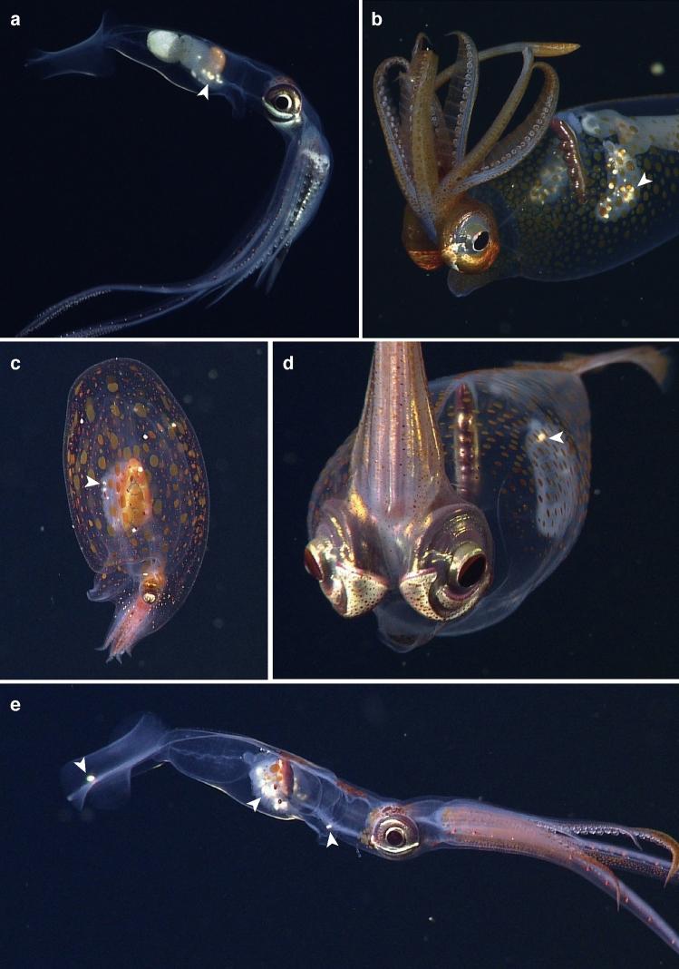 https://cdn.ncbi.nlm.nih.gov/pmc/blobs/6f2d/9117243/270ba17d9f2e/41598_2022_11844_Fig4_HTML.jpg