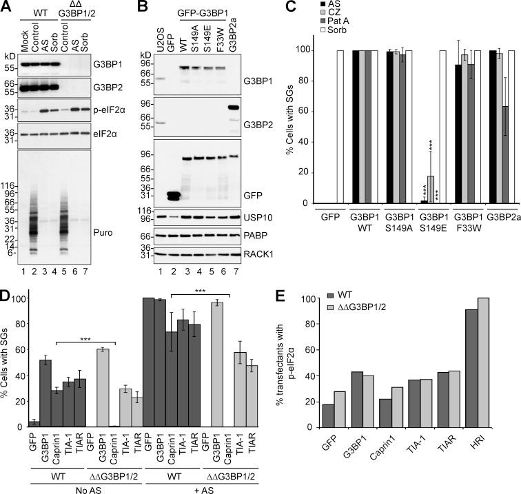 https://cdn.ncbi.nlm.nih.gov/pmc/blobs/6f2e/4810302/09f475054ad5/JCB_201508028_Fig2.jpg
