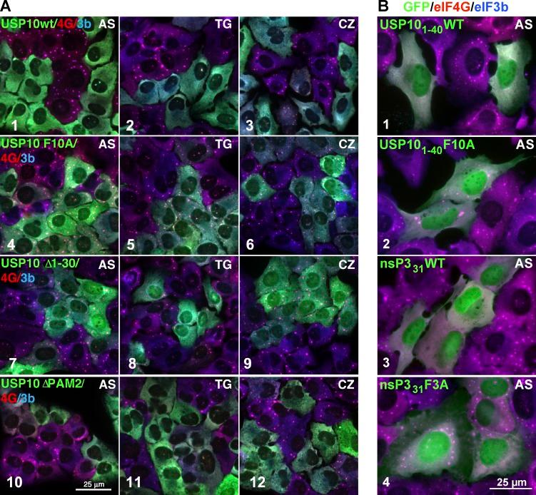 https://cdn.ncbi.nlm.nih.gov/pmc/blobs/6f2e/4810302/619289fef4cf/JCB_201508028_Fig5.jpg