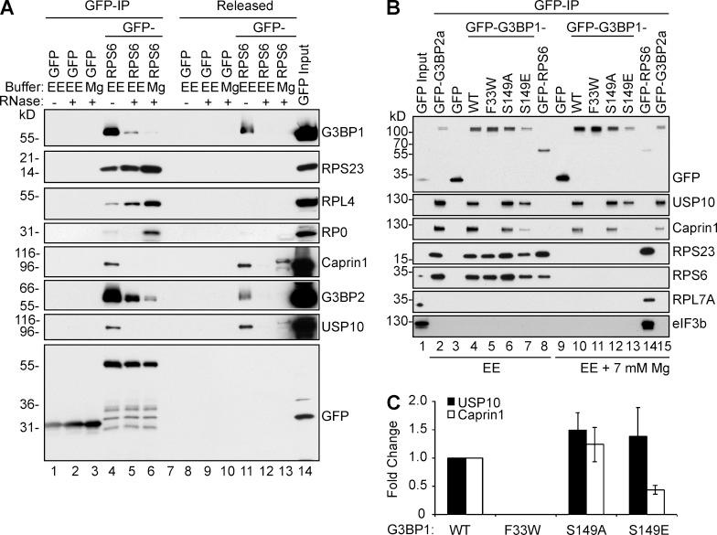 https://cdn.ncbi.nlm.nih.gov/pmc/blobs/6f2e/4810302/89ad719fd9b7/JCB_201508028_Fig8.jpg