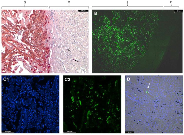 https://cdn.ncbi.nlm.nih.gov/pmc/blobs/6f31/11434702/6f3321f51597/pathogens-13-00744-g001.jpg
