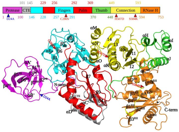 https://cdn.ncbi.nlm.nih.gov/pmc/blobs/6f31/8402755/2483333b593a/viruses-13-01495-g001.jpg